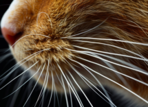 a cosa servono le vibrisse dei gatti
