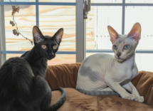 carattere del gatto orientale cosa sapere prima di prenderne uno