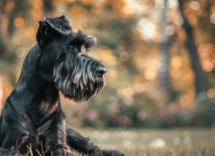 carattere dello schnauzer gigante cosa sapere prima di prenderne uno