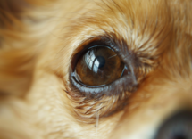 Come pulire gli occhi del cane