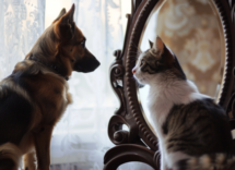 cosa vedono i cani e i gatti allo specchio
