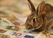 quanto costa al mese mantenere un coniglio