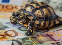 quanto costa al mese mantenere una tartaruga di terra