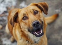 come insegnare al mio cane a riportare la pallina