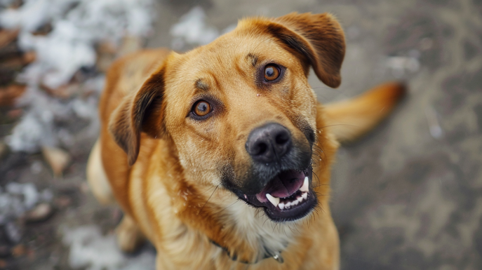 come insegnare al mio cane a riportare la pallina