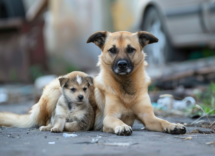 come si fa a capire leta di un cane randagio