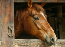 cosa vuol dire quando il cavallo abbassa le orecchie