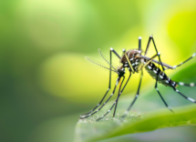 le zanzare piu comuni in italia