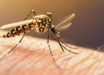 quale animale trasmette la malaria giornata mondiale della malaria onu