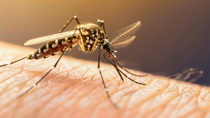 quale animale trasmette la malaria giornata mondiale della malaria onu