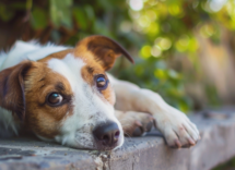 se trovo un cane abbandonato posso tenerlo