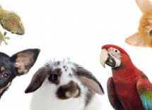 Integratori per animali domestici: quali possono assumere?