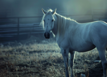 Arnica per cavalli: pro e contro