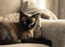 Tutto sul carattere del gatto Burmese