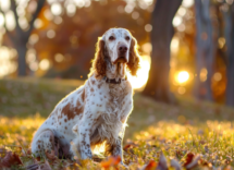 Carattere del Setter inglese: cosa sapere prima di prenderne uno