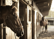 Attirare l'attenzione del cavallo: come fare