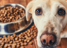 Croccantini per cani: come renderli più appetibili