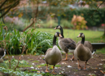 Oche in giardino: come curarle