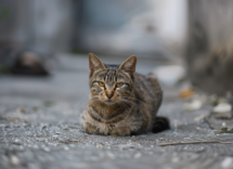 Ecco cosa fare se trovi u gatto abbandonato