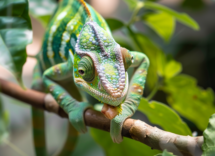L'alimentazione dei camaleonti