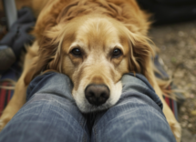 Cane mette il muso sulle gambe: significato