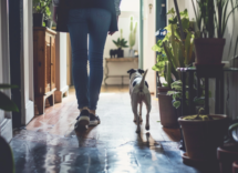 Il mio cane mi segue sempre: cosa significa?