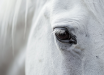 cosa vuol dire quando un cavallo ti fissa