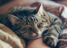 Cosa vuol dire quando un gatto ti dorme addosso_