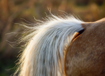 Non toccare queste parti del cavallo!