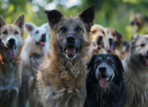 5 curiosità sui cani senza razza