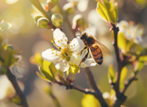 5 curiosità sulle Api