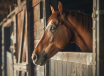 Perché i cavalli non possono vomitare?