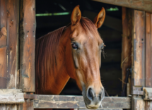 Il mio cavallo morde: perché?