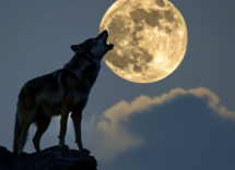 perche il lupo ulula alla luna 1