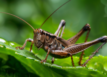 I testicoli più grandi del regno animale