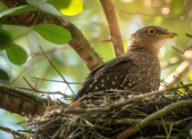 Perché il cuculo non fa il nido?