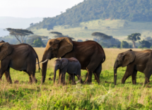 Gli animali immuni dai tumori