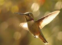 Animali porta fortuna: ecco quali sono!