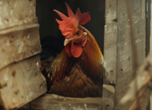 È vero che il gallo ha due peni?