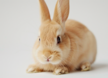Quanto è lunga la memoria di un coniglio?
