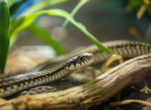 Questi sono serpenti piccoli e facili da curare