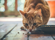 Alimentazione gatti: è vero che gli piace il pesce?