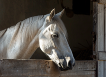 Tutto quello che c'è da sapere sul Cavallo Andaluso