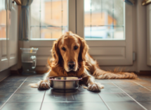 Pulizia della ciotola: ecco come fare