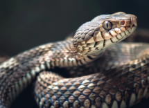 Sognare di uccidere un serpente: significato