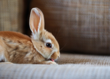 Il mio coniglio ha leccato l'antiparassitario: cosa devo fare