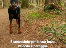 dailymotion poster 93420