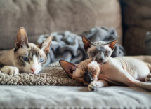 5 razze di gatti più affettuose di tutte