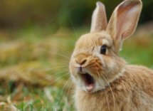 Rumori forti: qual è l'animale che ne soffre di più?