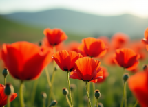 Alice Bellagamba in dolce attesa, stella della danza